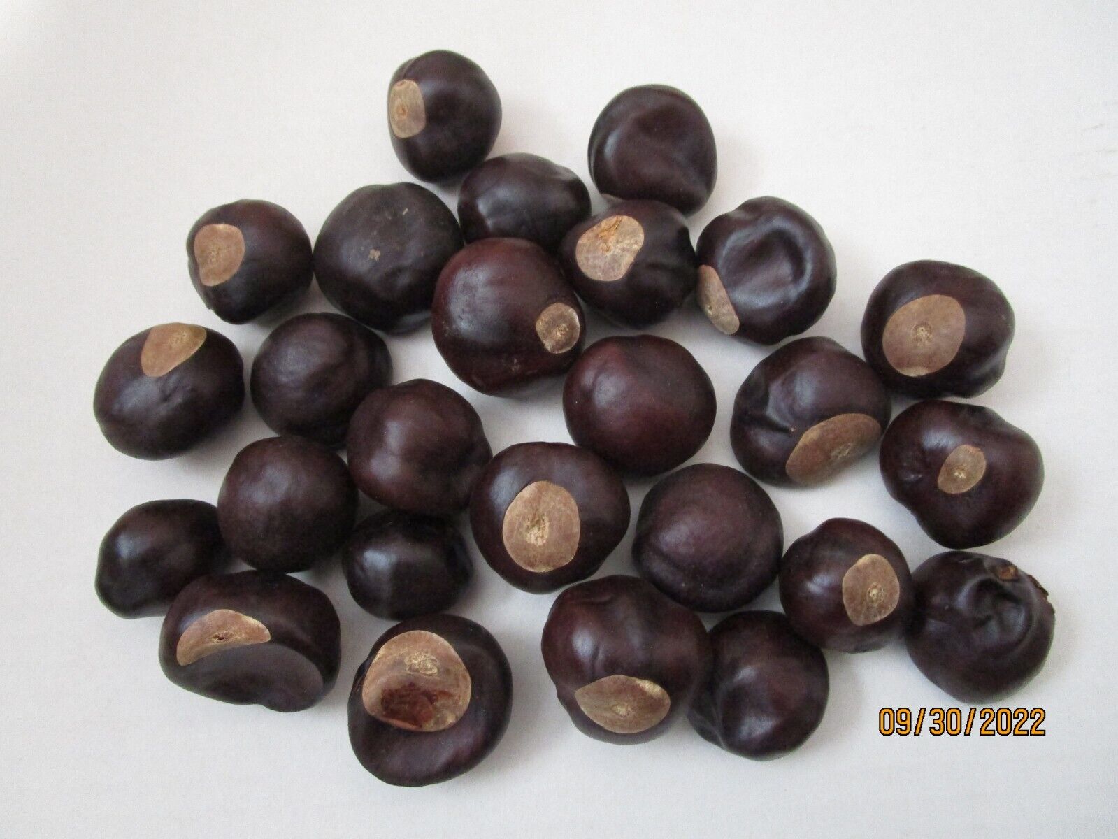 Lot Of 25 Dried Buckeyes Buckeye Nuts  Mixed Sizes Jewelry Crafts