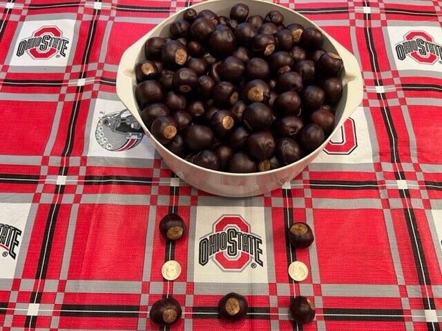 Large Lot Of 500 Buckeye Nuts Naturally Dried 11 Pounds, Unsorted