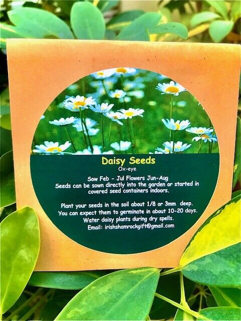 Wildflower  Daisy Seeds   Oxeye 1000+ Ox-eye  Seeds With Free Bookmark