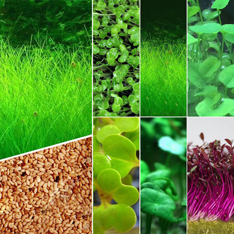 10 Grams Stock Aquarium Plant Seed Water Grass Foreground Aquatic Plants Carpet