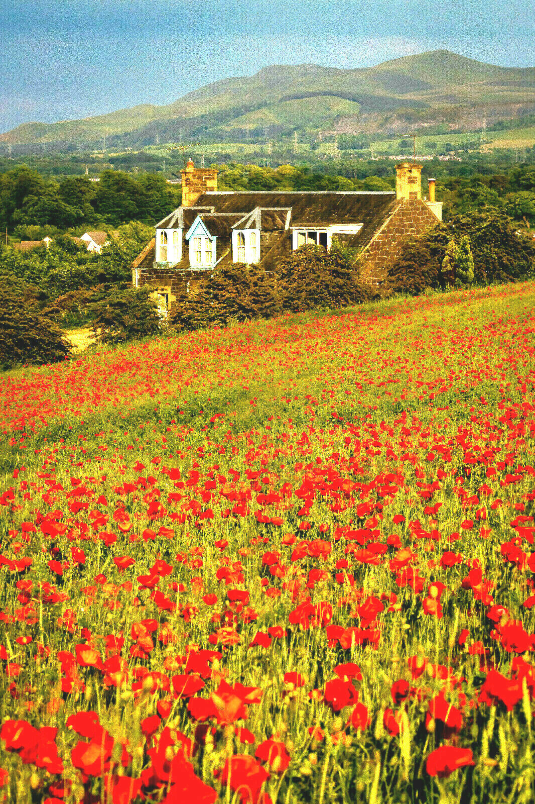 Wildflower Red Poppy  Seeds Papaver Rhoeas  With Free Bookmarker Irish Gift