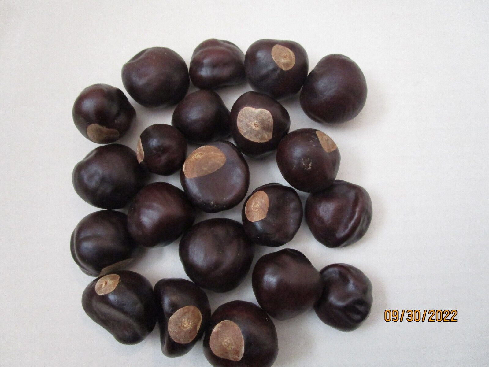 Lot Of 20 Dried Buckeyes Buckeye Nuts  Mixed Sizes Jewelry Crafts
